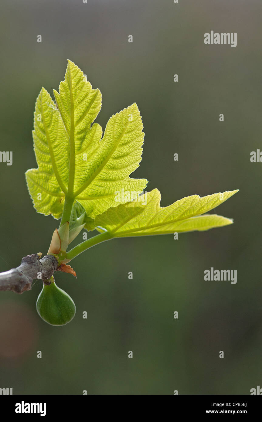 Abb.: Ficus Carica. Junge Früchte und Blätter im Frühling zu entwickeln. Mallorca. Stockfoto