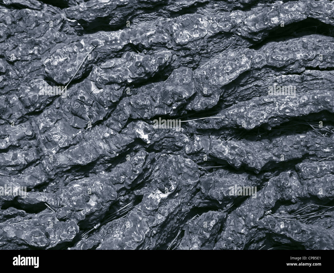 Nahaufnahme von gerissenen Baumstamm Stockfoto