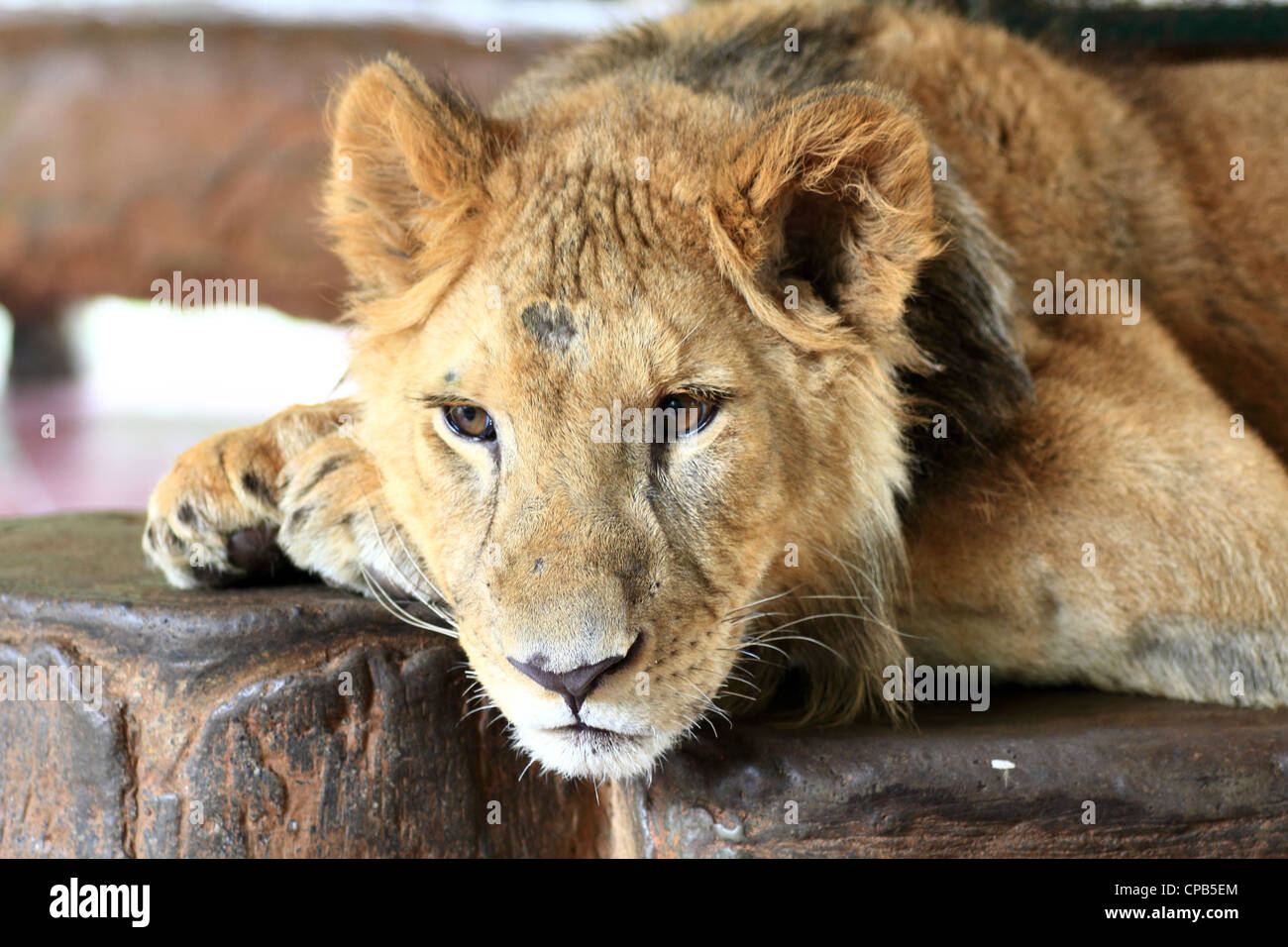 Lion Cub Closeup portrait Stockfoto