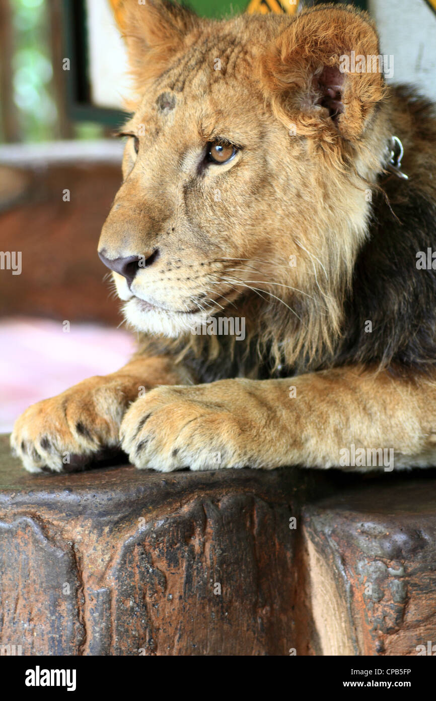 Lion Cub Closeup portrait Stockfoto