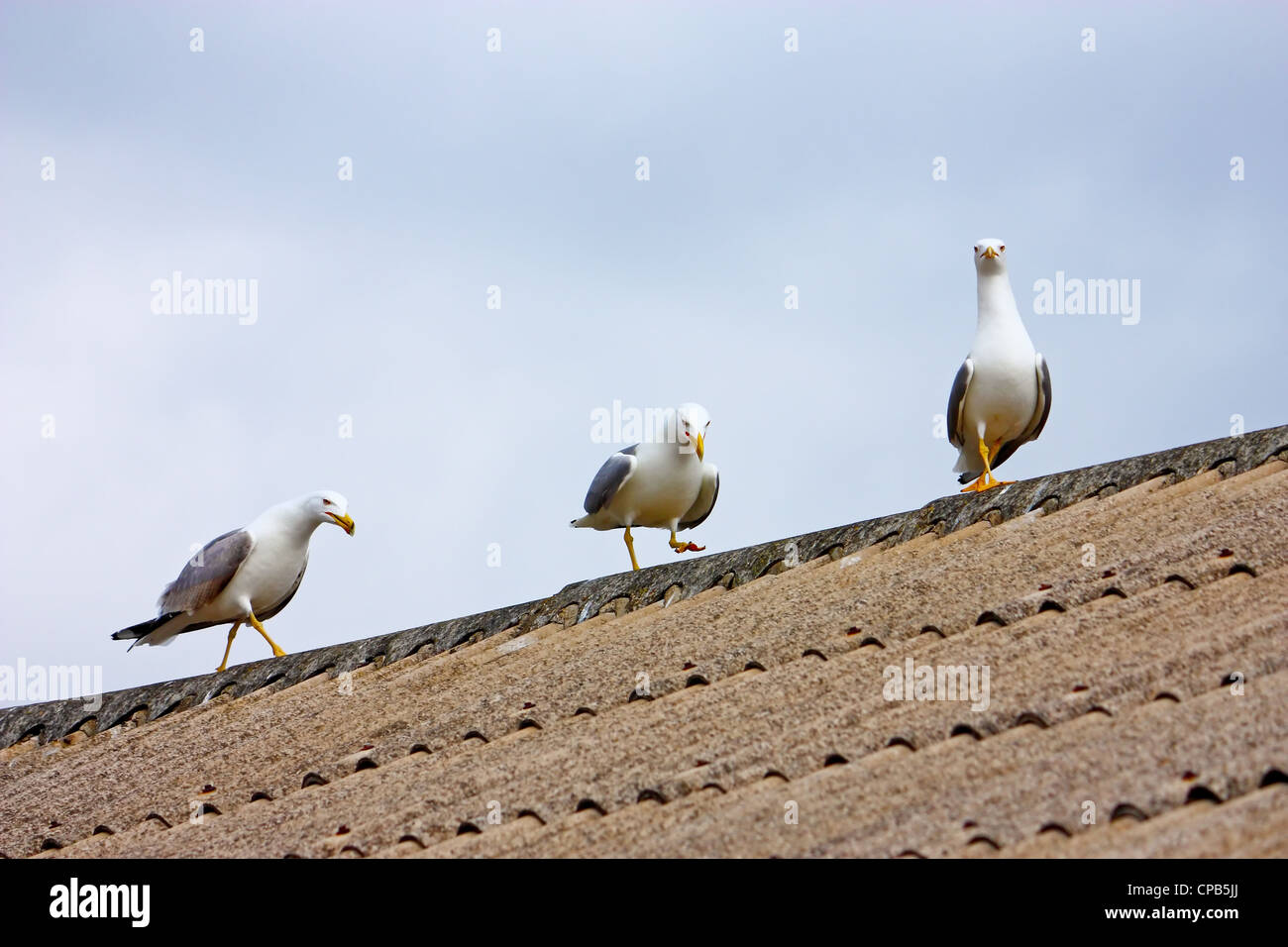 Drei Möwen auf dem Dach Stockfoto