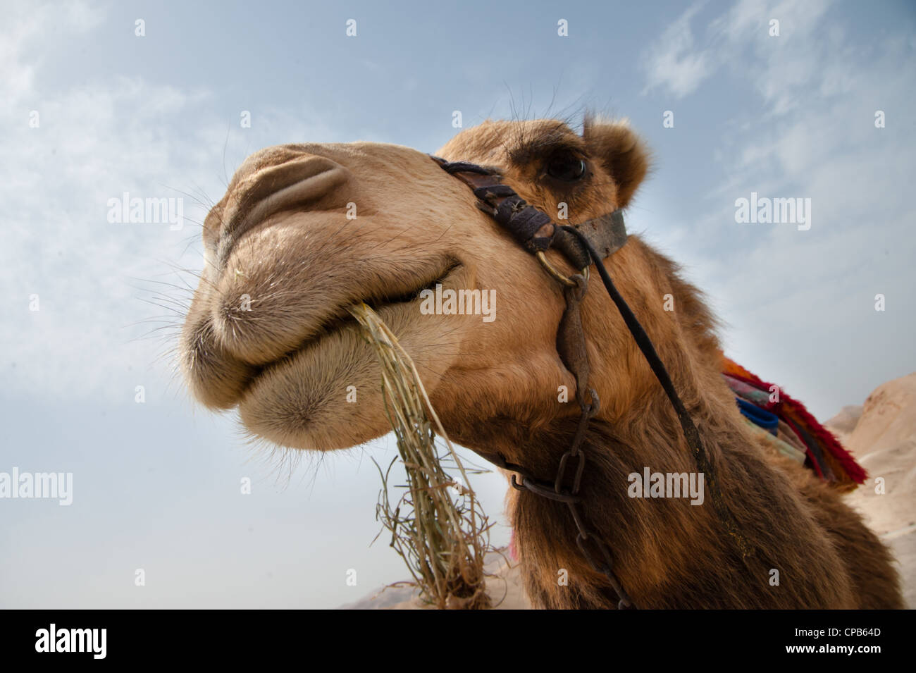 Ein Kamel in der Wüste Jordantal im Nabi Musa, eine muslimische heilige Stätte in der Nähe von der Westbank-Stadt Jericho. Stockfoto
