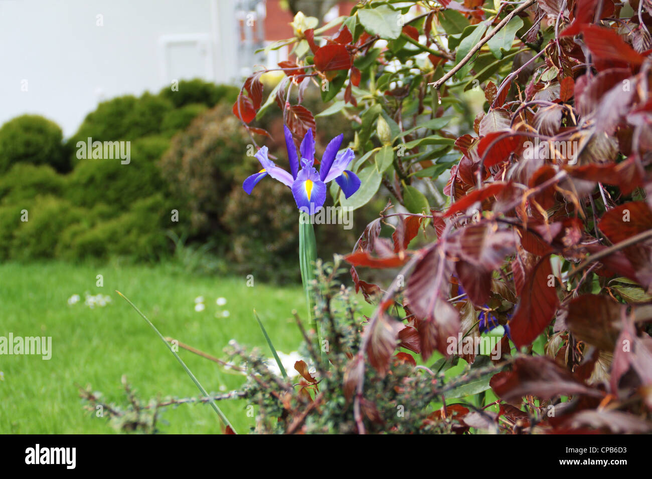 schöne lila Iris im Garten im Frühjahr Stockfoto
