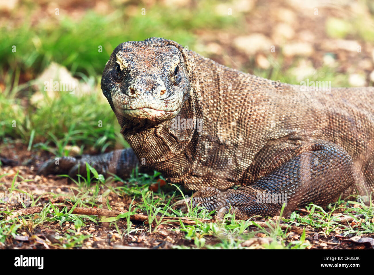 Porträt der Komodowaran (Varanus Komodoensis). Rinca Stockfoto