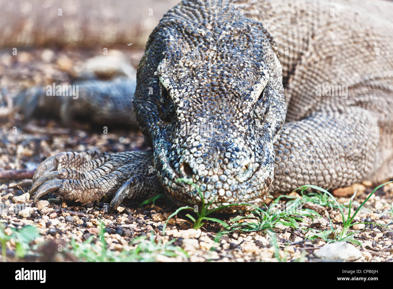 Porträt der Komodowaran (Varanus Komodoensis). Rinca Stockfoto