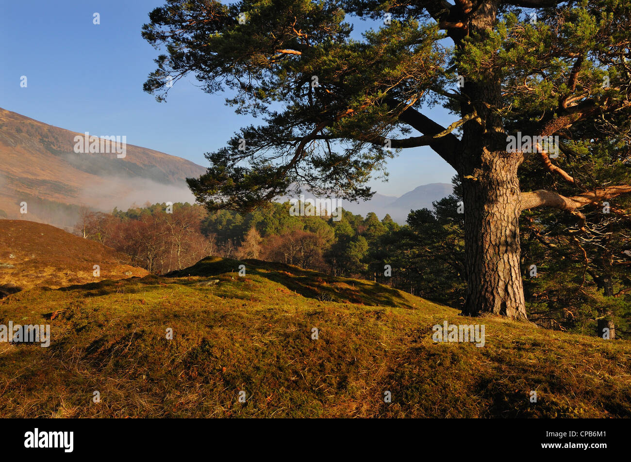 Eine massive Kiefer Stand am Rande der Wälder Abstieg in einen nebligen Geln in Glen Lyon, Perthshire, Schottland Stockfoto