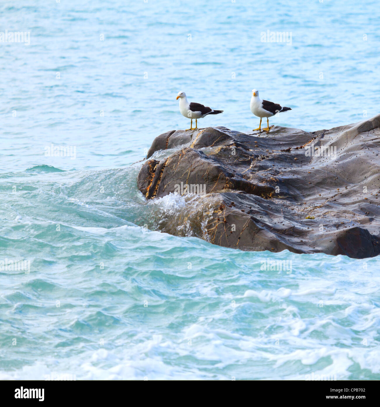 Zwei Möwen auf dem Felsen. Tasmanische See Stockfoto