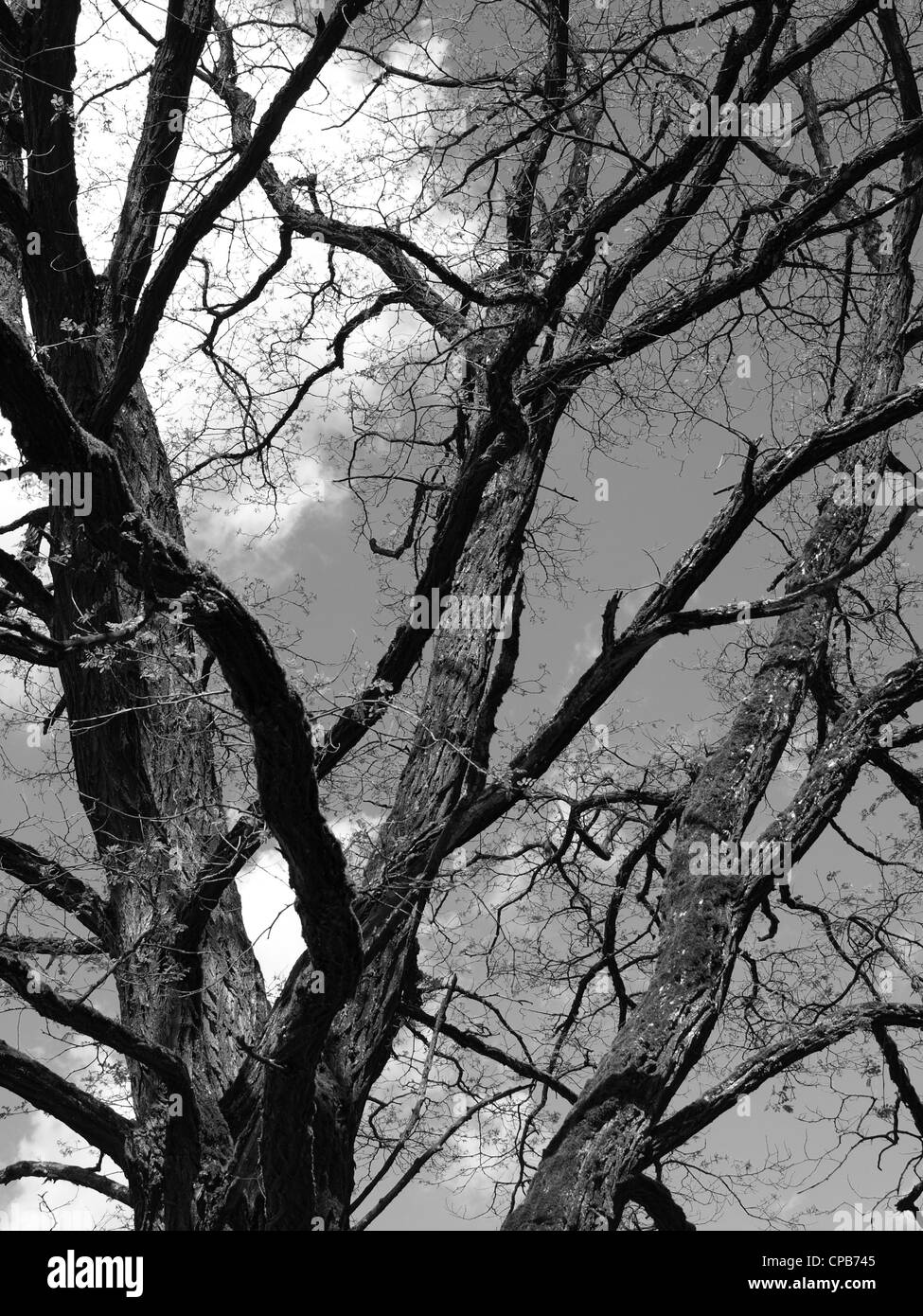 Baumkrone einer alten Walnussbaum im Frühjahr / Baumkrone Eines alten Walnussbaumes Im Frühling Stockfoto