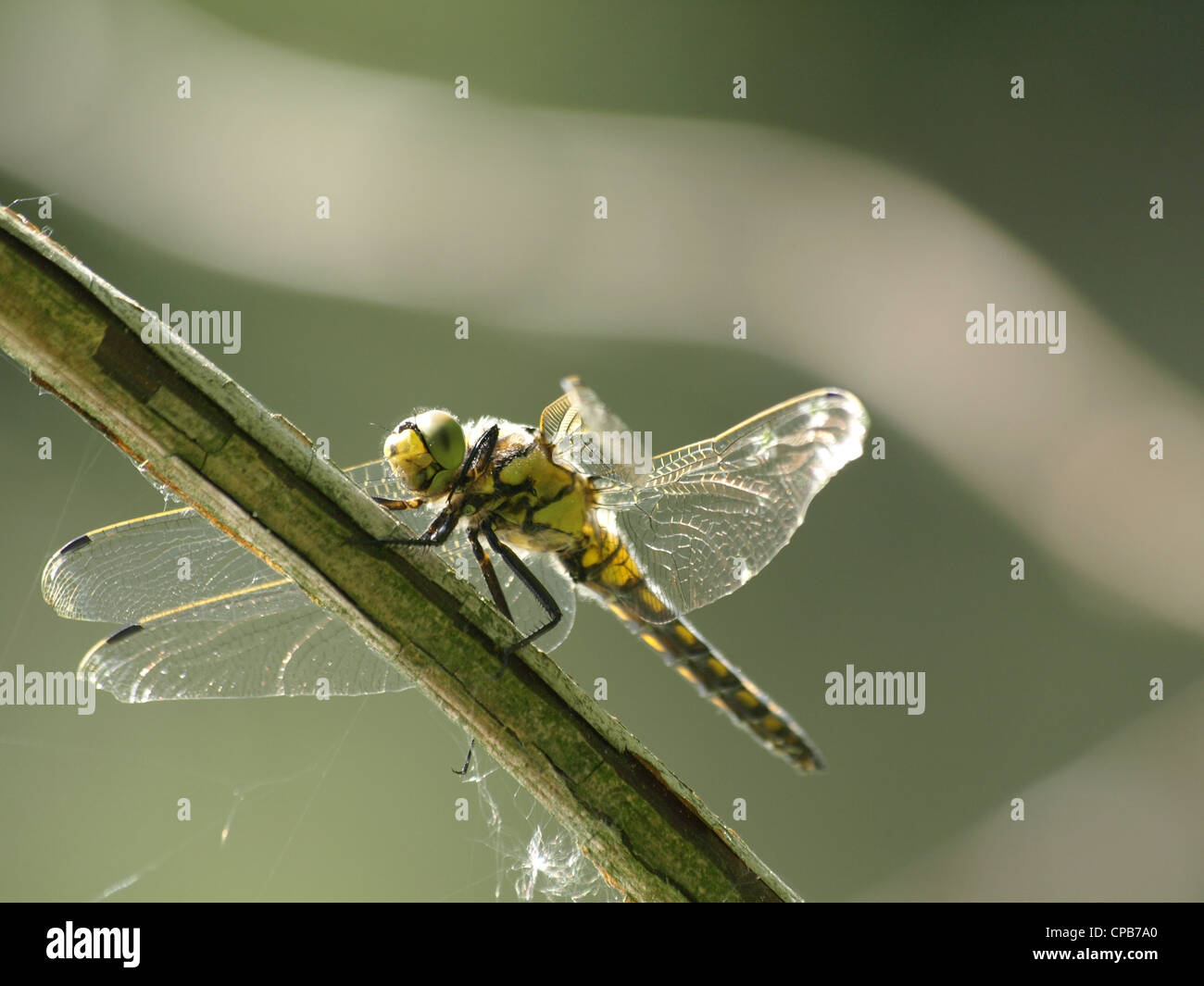 schwarz-angebundene Skimmer, weibliche / Orthetrum Cancellatum / Großer Blaupfeil, Weibchen Stockfoto