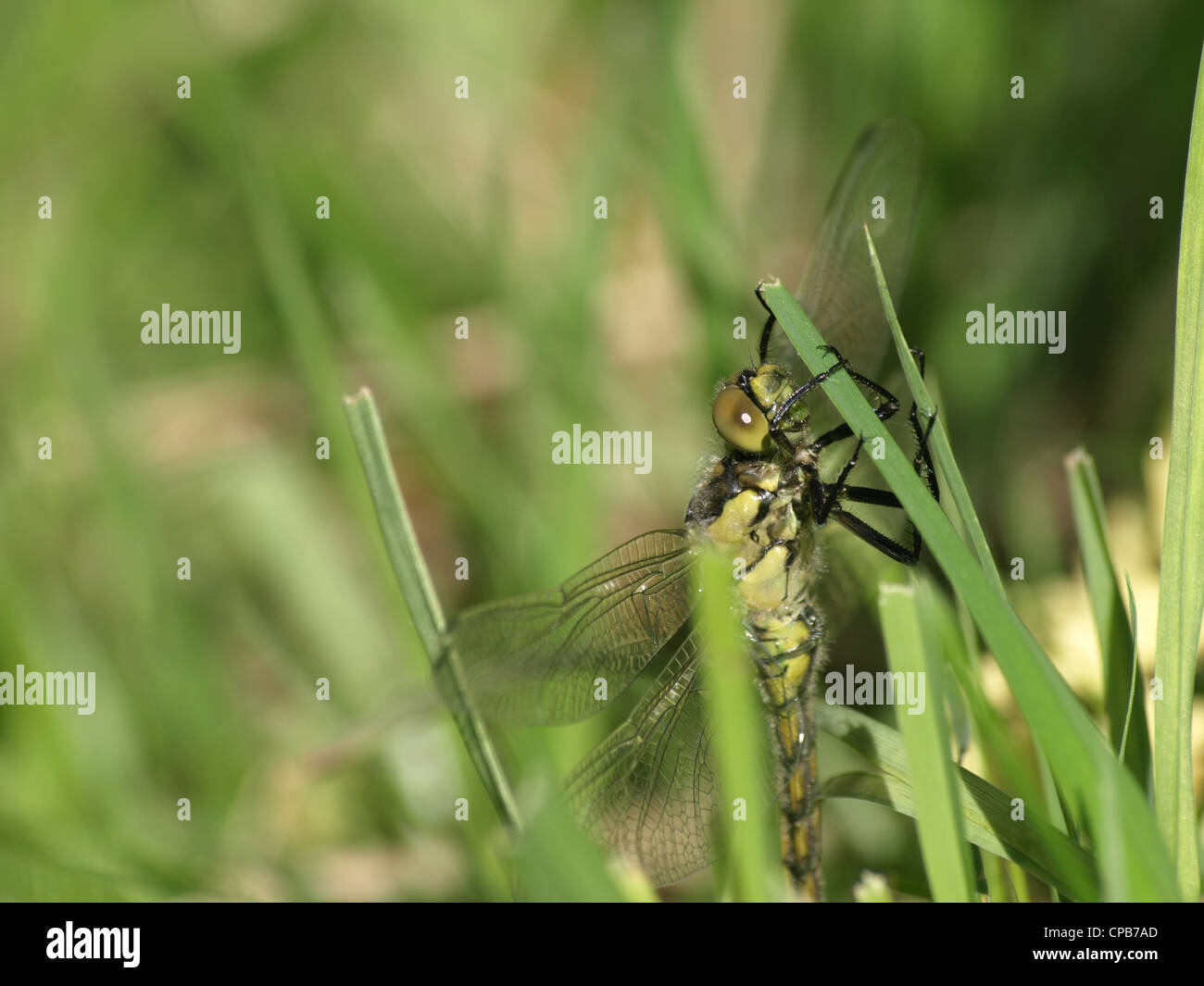 schwarz-angebundene Skimmer, weibliche / Orthetrum Cancellatum / Großer Blaupfeil, Weibchen Stockfoto