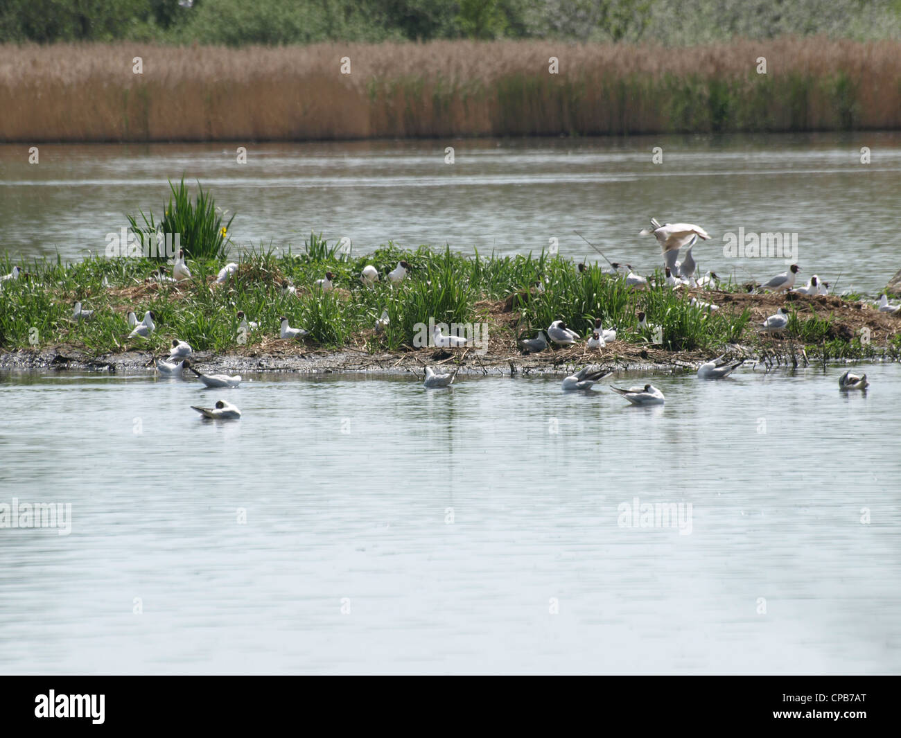 brütende Vögel auf einer Insel in einem See / Brütende Vögel Auf Einer Insel in Einem See Stockfoto brütende Vögel auf einer Insel in einem See / Brütende Vögel Auf Einer Insel in Einem See Stockfoto