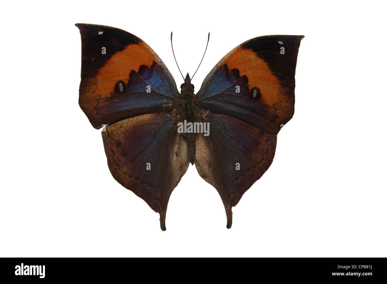 Totes Blatt Schmetterling Kallima Inachos aka Orange Oakleaf Stockfoto