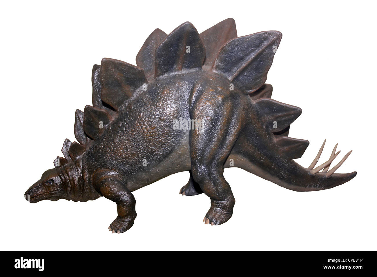 Stegosaurus Armatus Modell Stockfoto