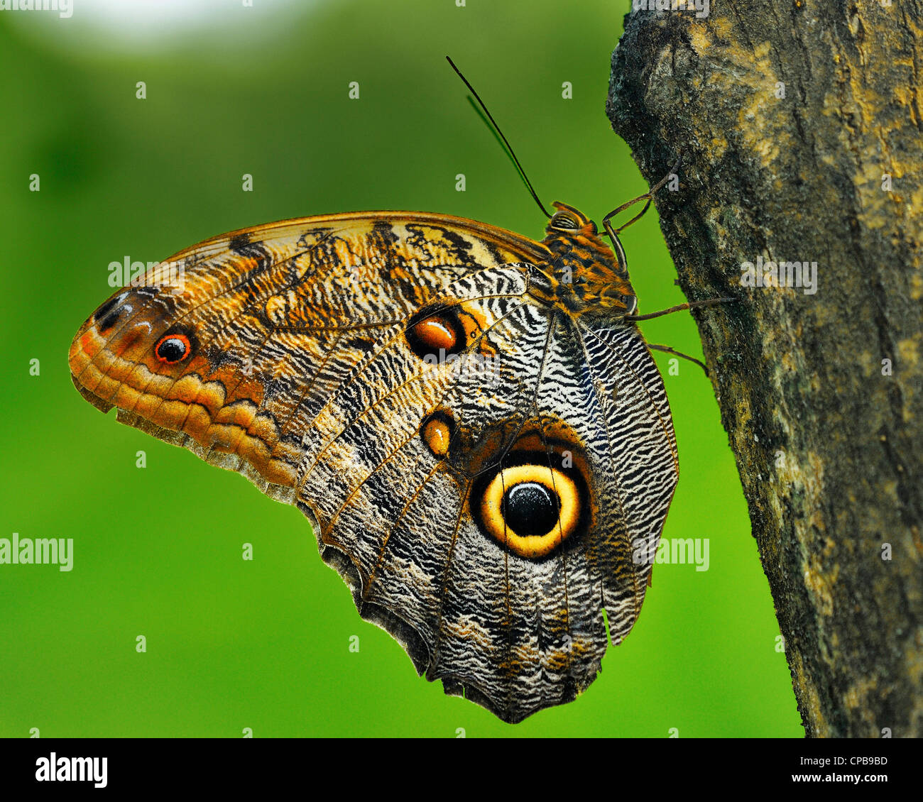 Caligo Eurilochus ist eine Eule Schmetterling. Papiliorama, Kerzers FR,  Schweiz Stockfotografie - Alamy