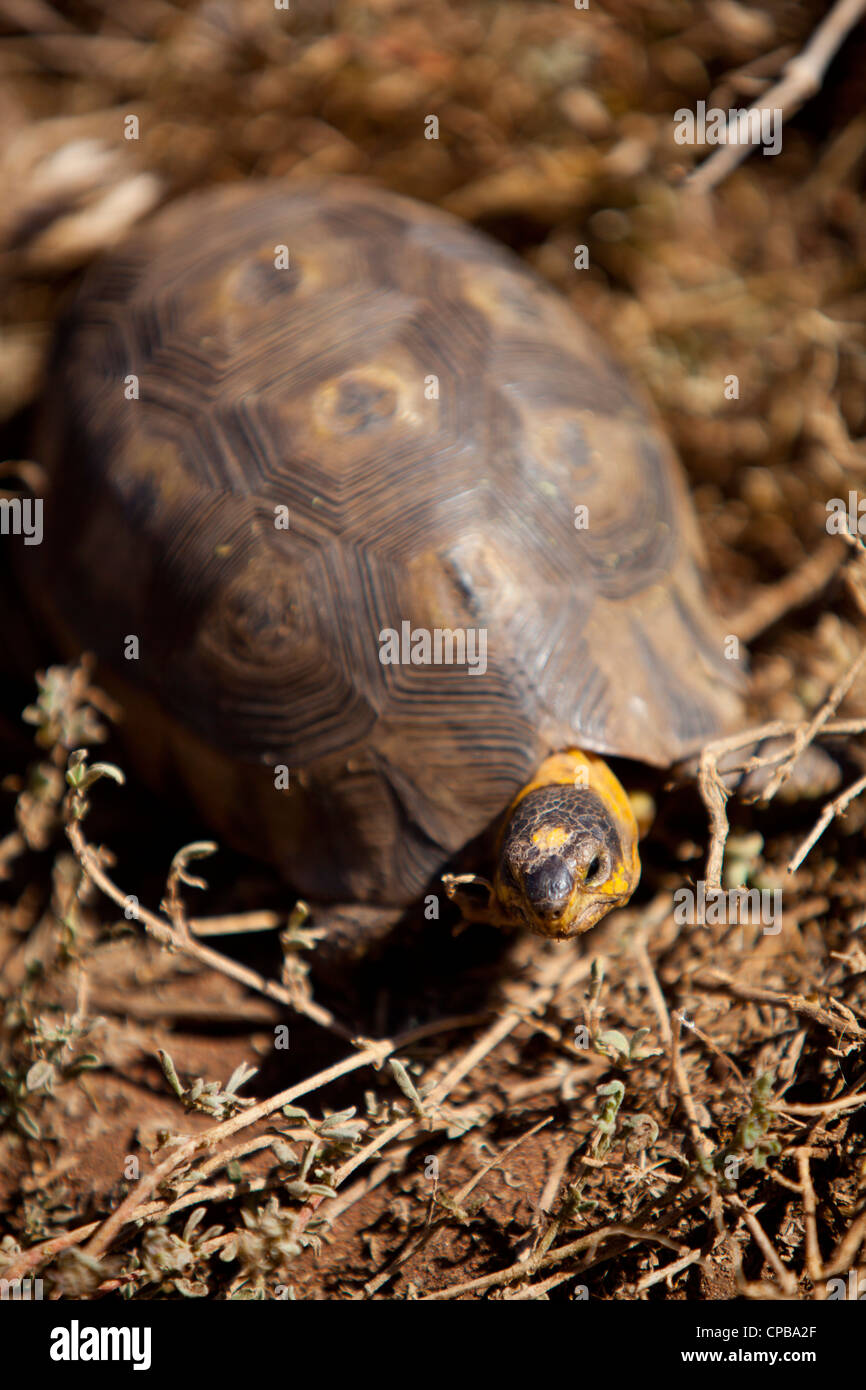 Eine Schildkröte zu Fuß langsam durch die Pflanzen an der West Coast National Park, Südafrika Stockfoto