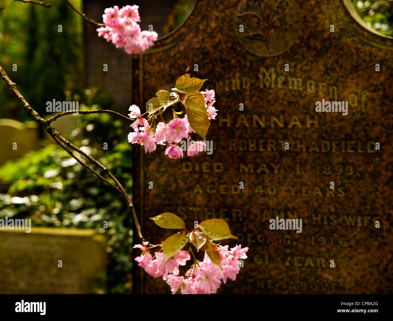 Kirschblüte im Kirchhof, Castleton, Derbyshire Stockfoto