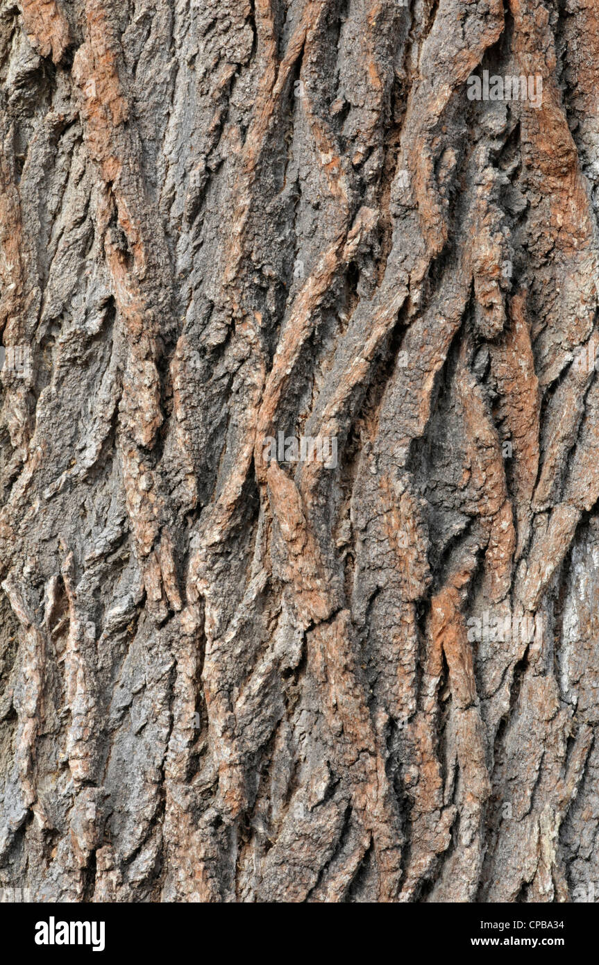Stieleiche: Quercus Robur. Detail der Rinde. Stockfoto