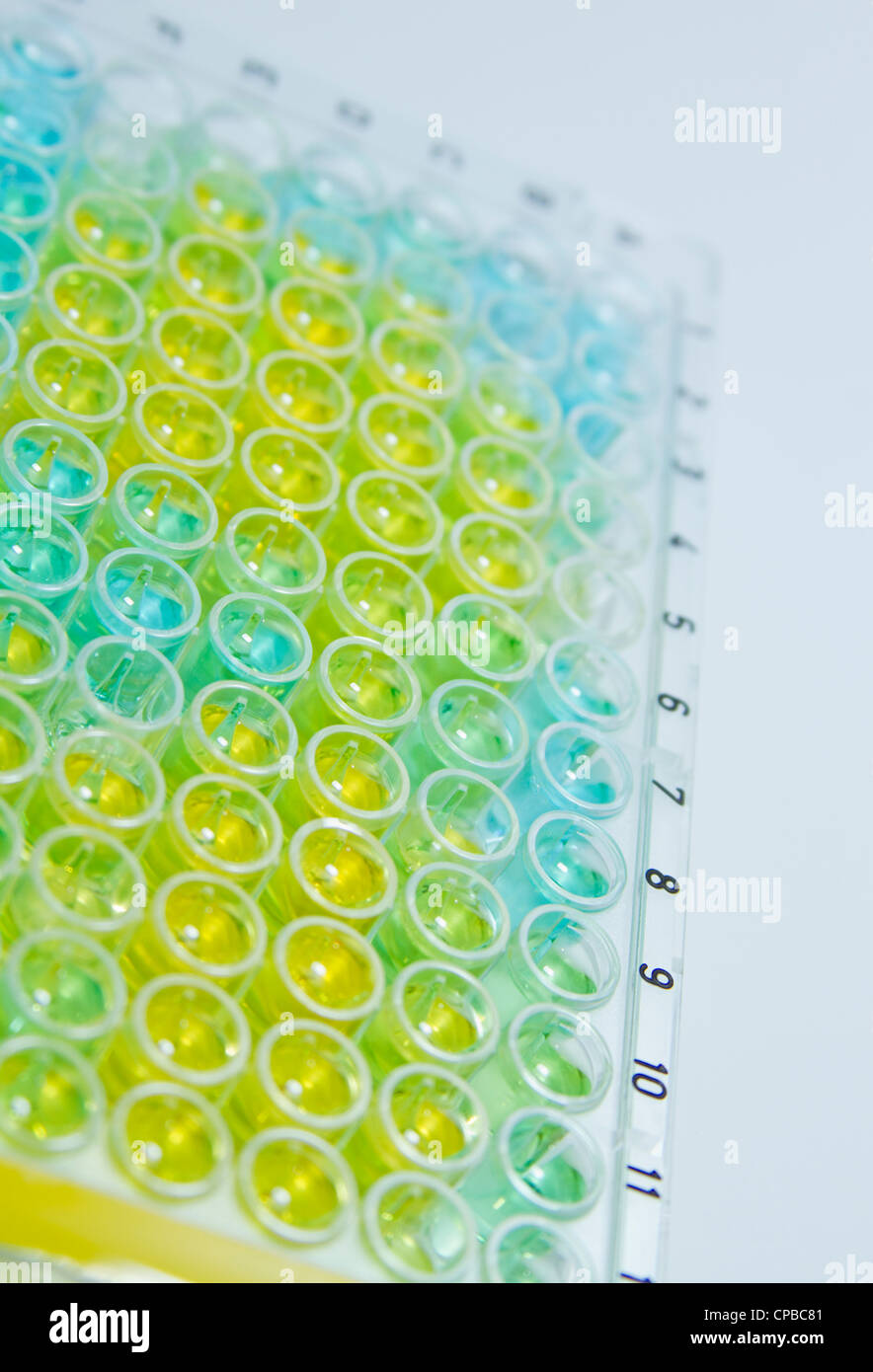 Eine 96-well-Platte verwendet in medizinischen und chemischen Untersuchungen zur Umfrage-Real-Time PCR und anderes Labor tests Stockfoto