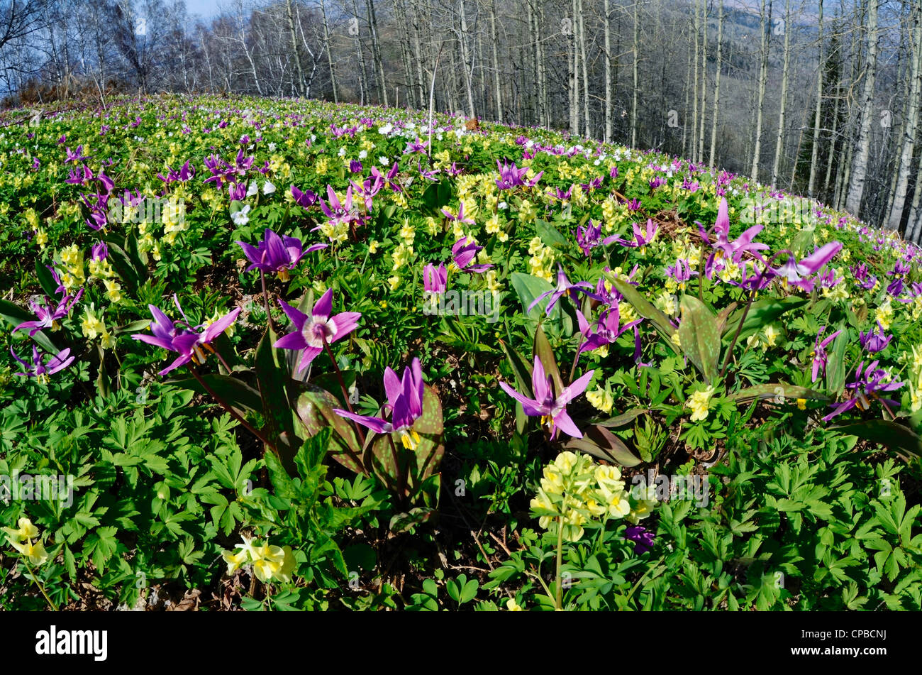 Wilde Alpine Blumen Corydalis, Erythronium Dens Canis und Anemone Altaica Region Altai Russland Sibirien Stockfoto