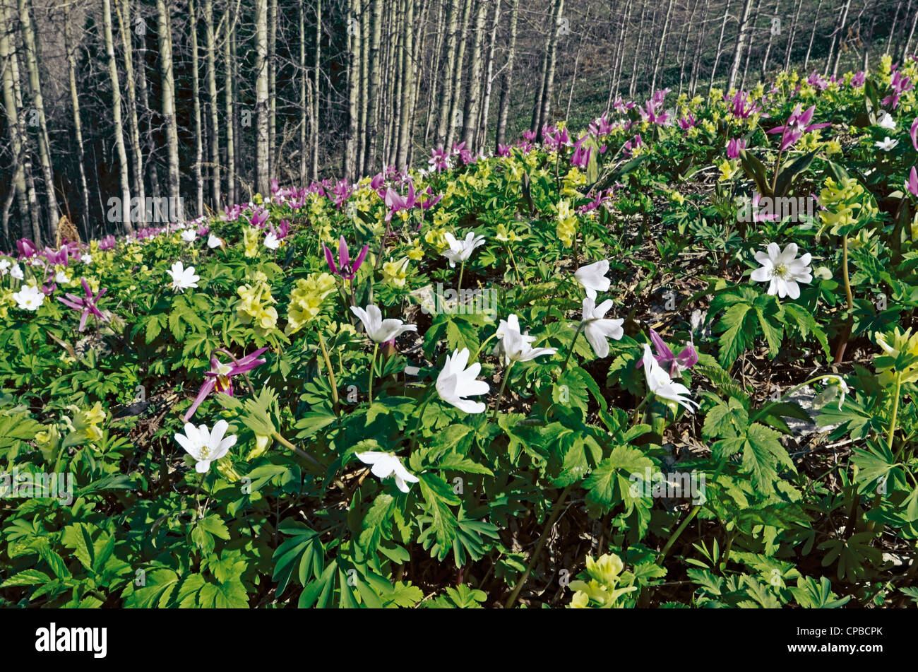 Wilde Alpine Blumen Corydalis, Erythronium Dens Canis und Anemone Altaica Region Altai Russland Sibirien Stockfoto