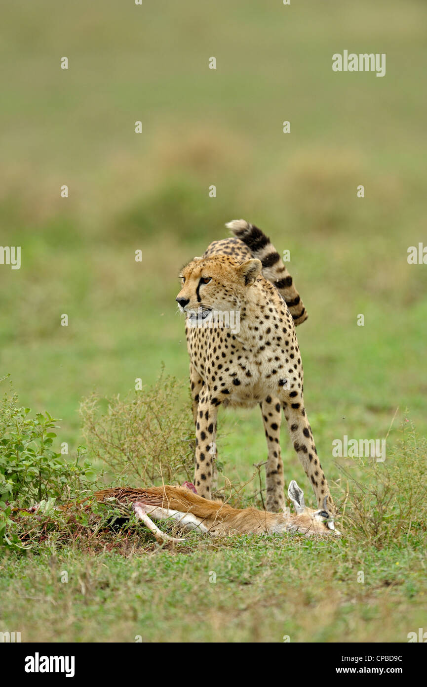 Gepard mit einem Kill im Grasland der Ndutu in Ngorongoro Naturschutzgebiet im Norden von Tansania, Afrika Stockfoto