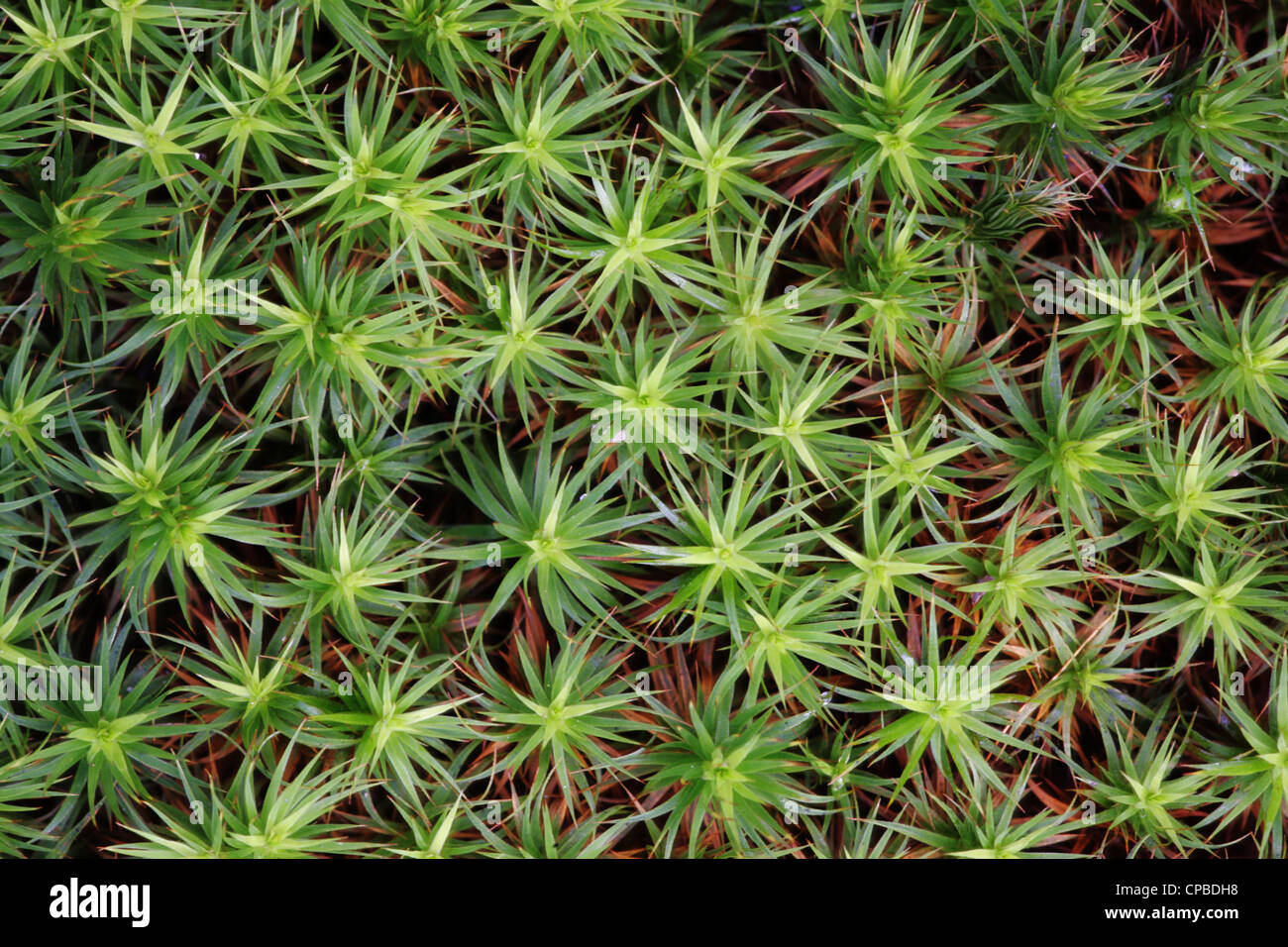 Gemeinsamen Haircap Moss (Polytrichum Commune) Stockfoto