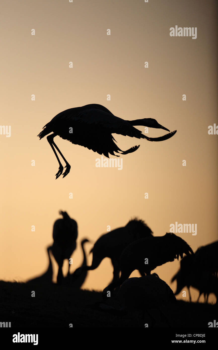 Kraniche (Grus Grus) im Flug Silhuetted gegen Sonnenuntergang Stockfoto