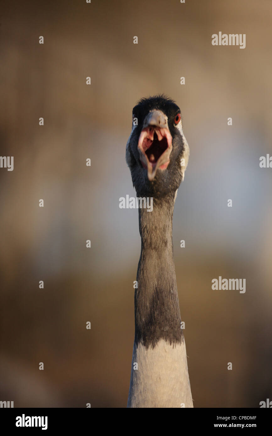 Humorvolle Erfassung von Kranichen (Grus Grus) Aufruf direkt von vorne gesehen Stockfoto