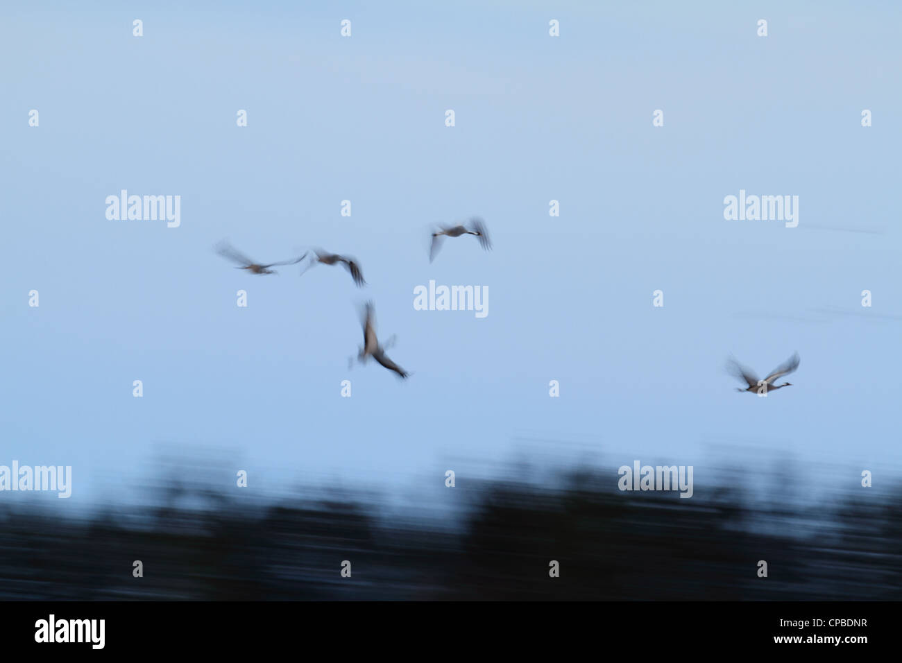 Kraniche (Grus Grus) im Flug - langsame Verschlusszeit verwendet wurde, um die Vögel Bewegungen angezeigt. Stockfoto