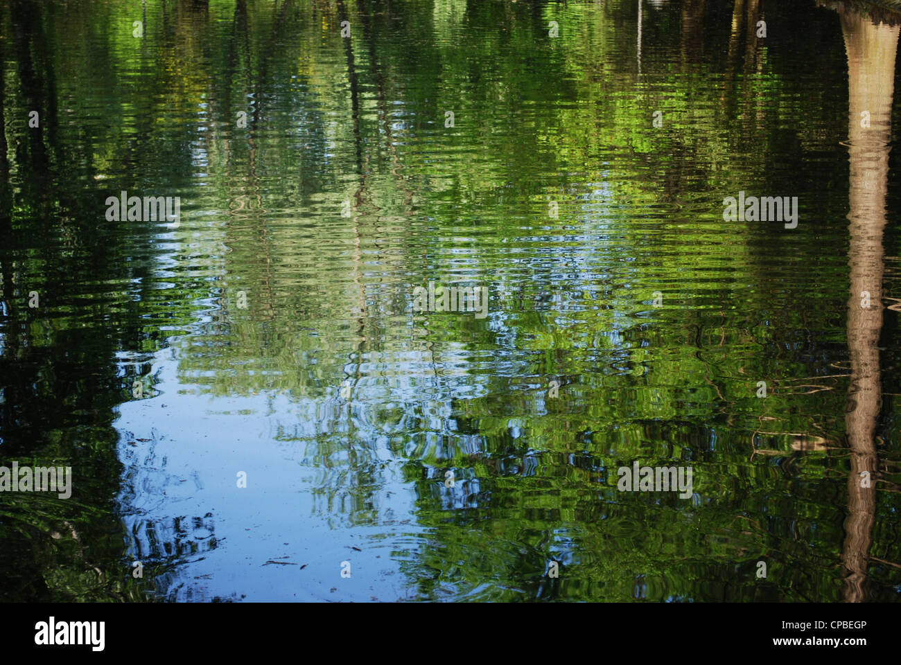 Bunte wellige Reflexion der Bäume und Himmel auf Wasser als abstrakten Hintergrund Stockfoto