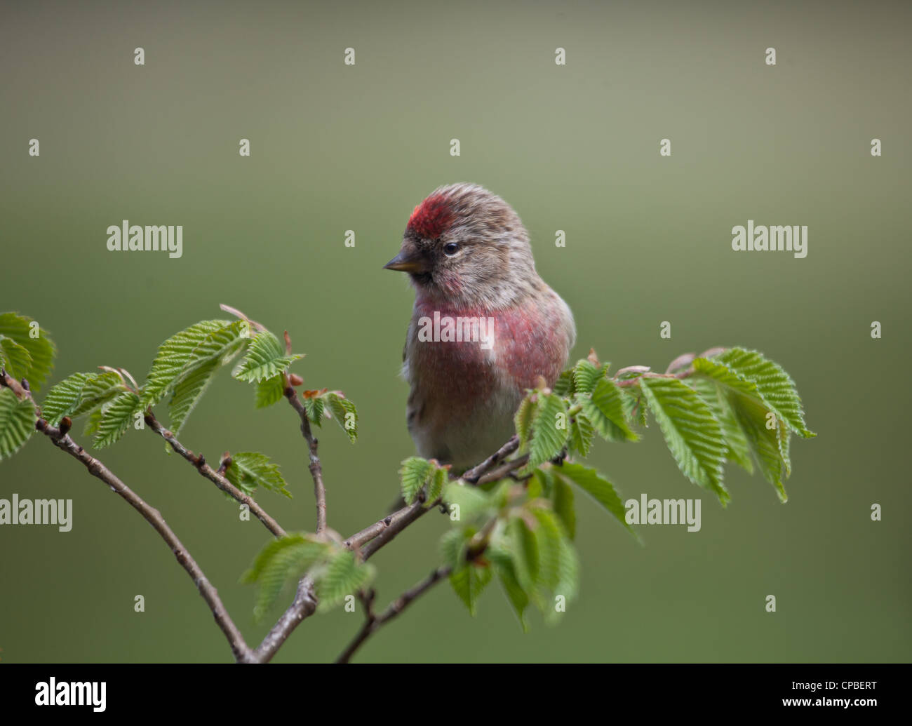Nahaufnahme des männlichen weniger Redpoll Zuchtjahr Kabarett (Fka eine Unterart des Common Redpoll) auf einem braunen Zweig. Diffuse Hintergrund. Stockfoto