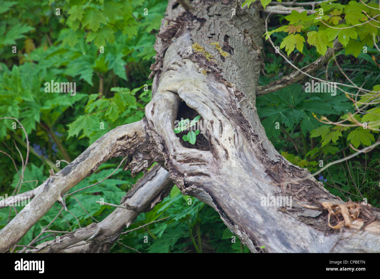 Ein Sämling von Ernst invasive Pflanzen Japanischer Staudenknöterich bewurzelnd auf einem gefallenen toten Baum im Kelvingrove Park, Glasgow, Stockfoto