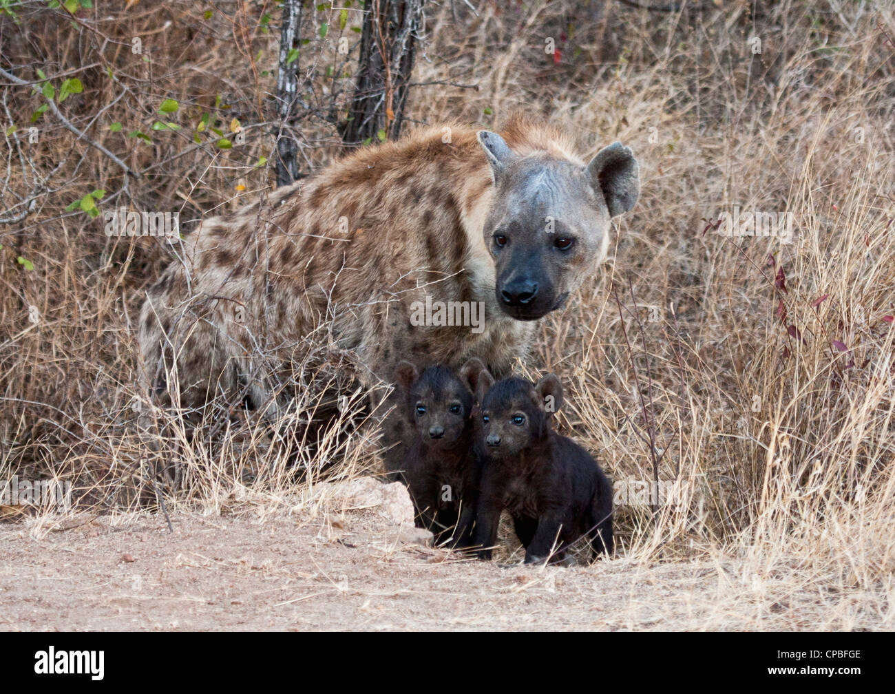 Hyäne und jungen Stockfoto