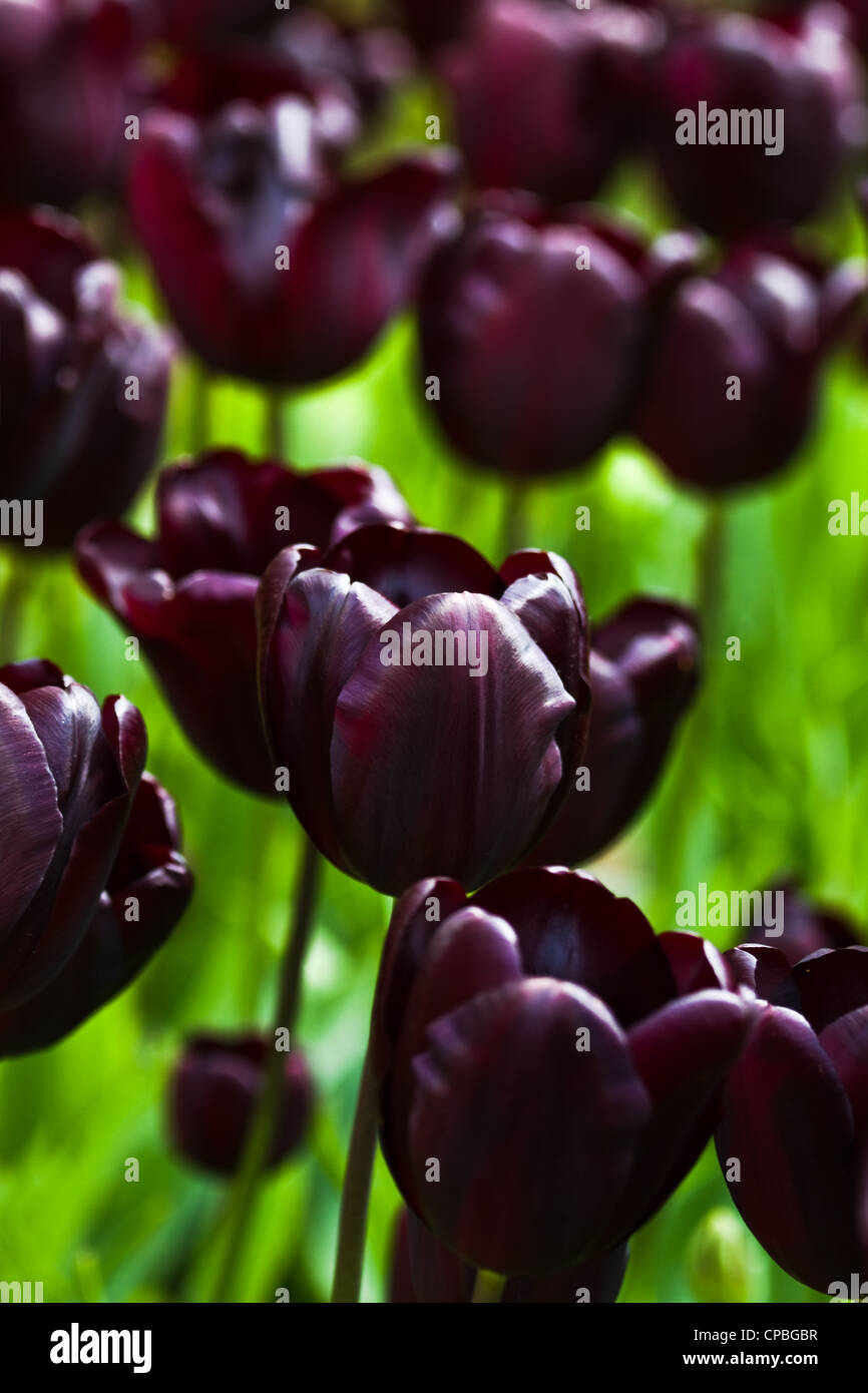Dunkel Burgund rote Tulpen blühen im Frühlingsgarten Stockfoto