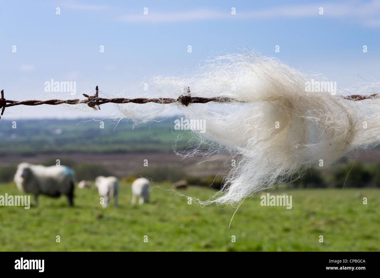 Schafwolle gefangen auf einem Stacheldrahtzaun mit Schafen in einem Bauernhof Feld darüber hinaus. Wales UK Großbritannien Stockfoto