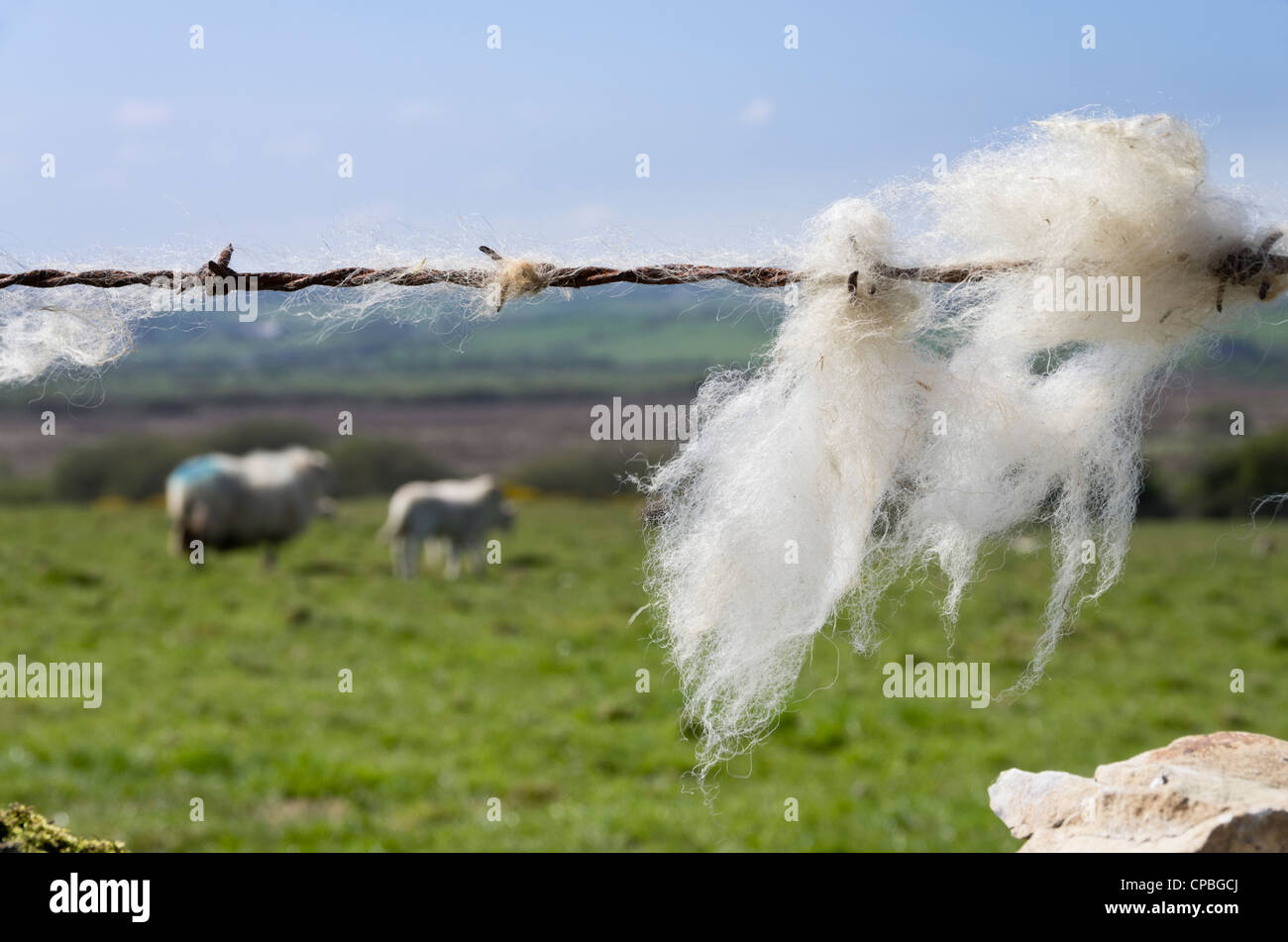 Schafwolle auf einen Stacheldrahtzaun mit Schafen im Feld darüber hinaus gefangen. UK, Großbritannien Stockfoto