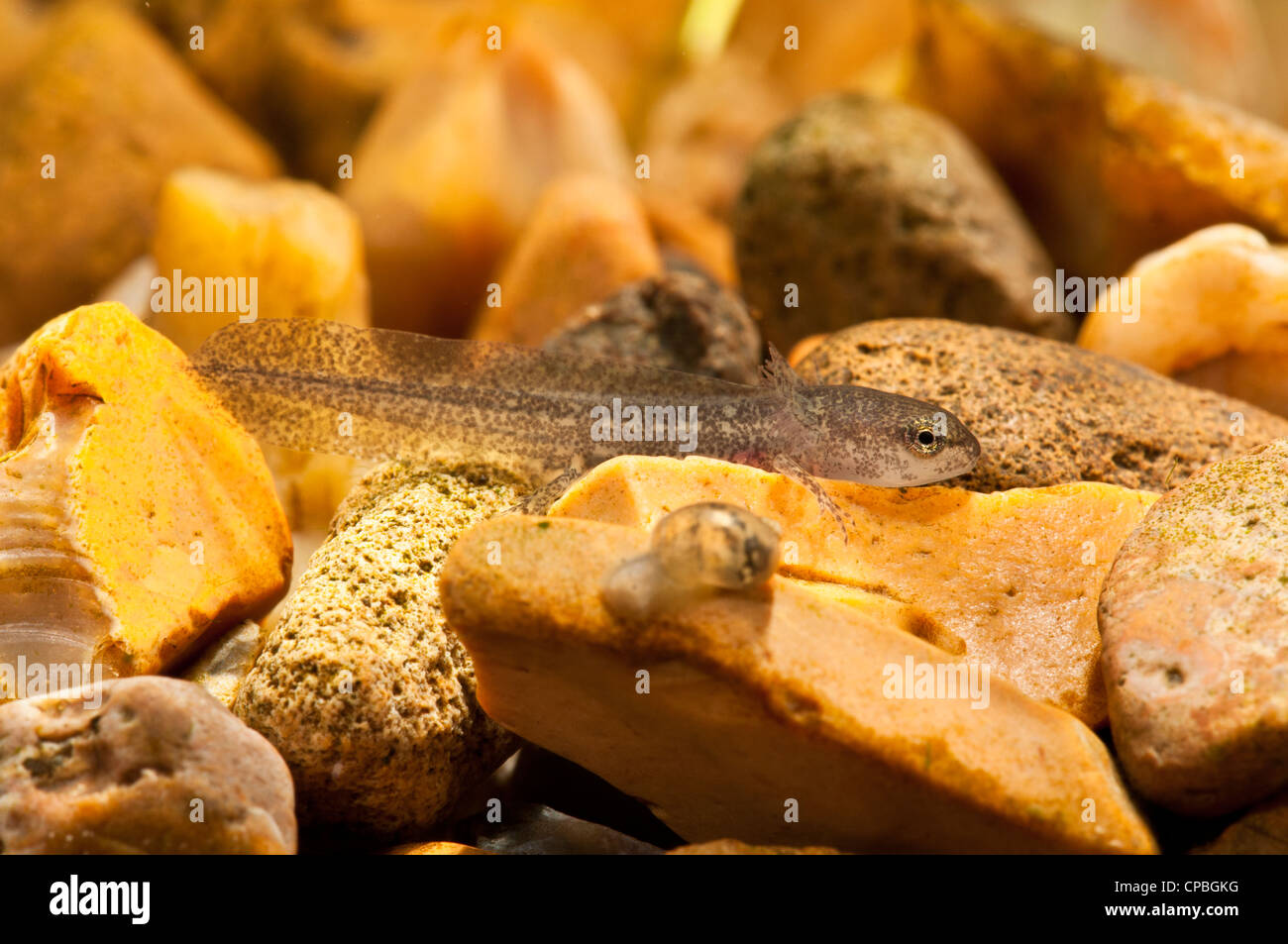 Eine Larve von handförmig Newt (Lissotriton Helveticus) ruht auf Kies, Belvedere, Kent. Stockfoto