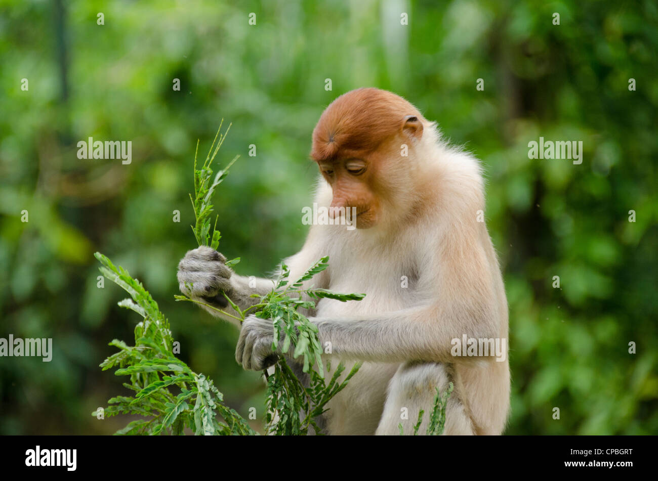 Malaysia, Borneo, Sabah, Kota Kinabalu, Lok kawi Wildlife Park. proboscis Monkey. Stockfoto