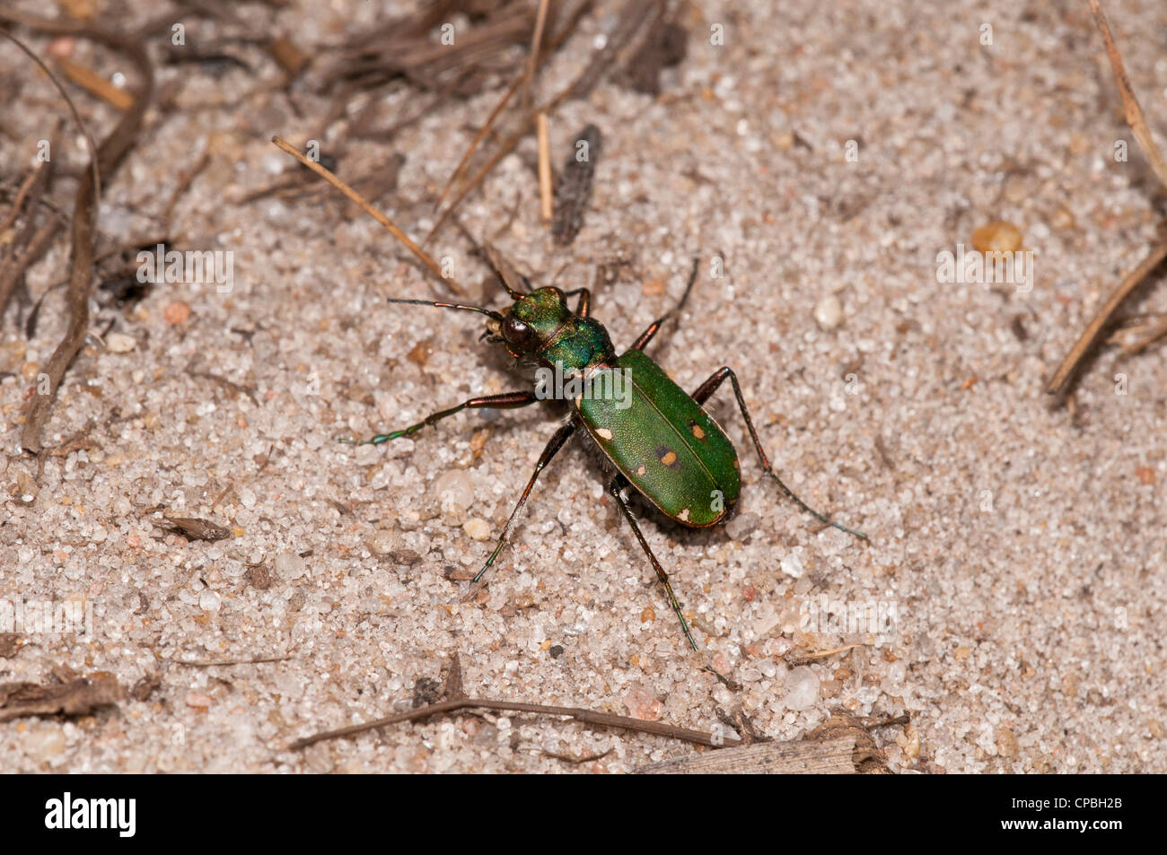 Eine grüne Sandlaufkäfer (Cicindella Campestris) auf sandigem Boden bei Thursley gemeinsame nationale Natur-Reserve, Surrey. Juli. Stockfoto