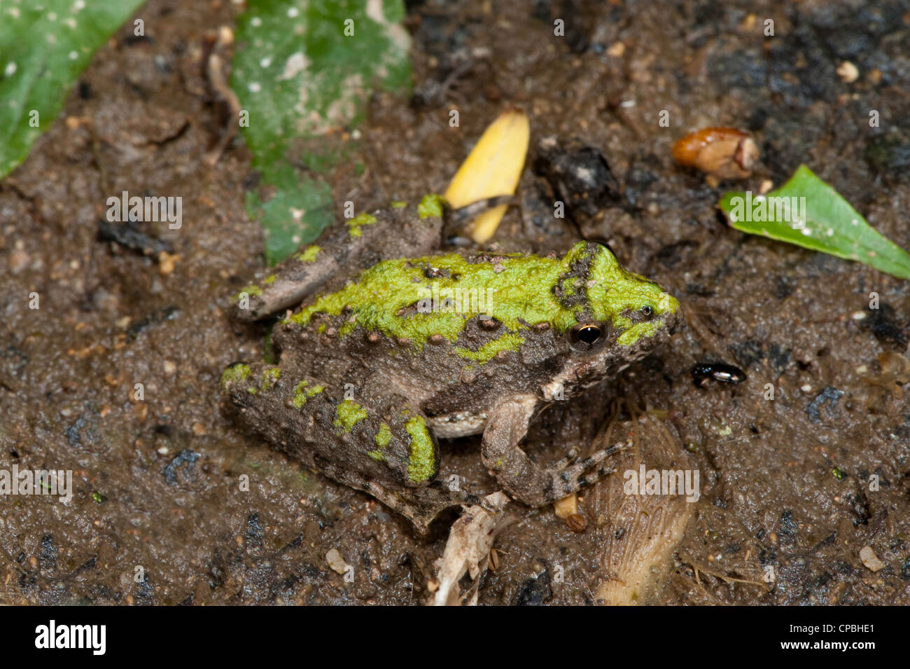 Nördlichen Cricket Frosch Acris Crepitans Blanchardi Flat Creek, Barry County, Missouri, USA 29 April Erwachsene Stockfoto