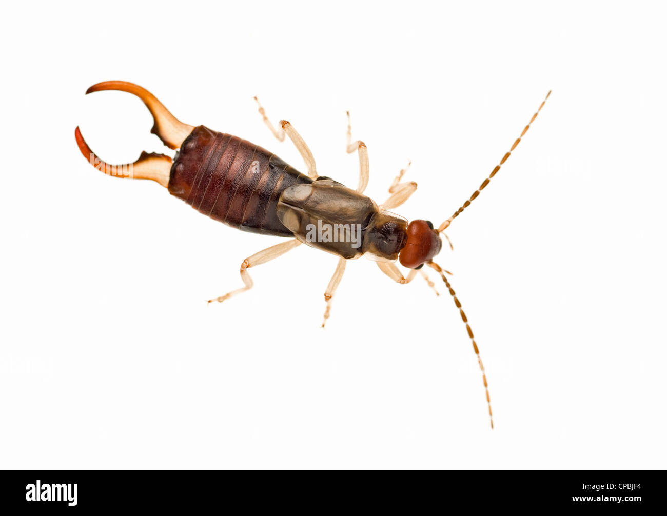 Europäische Ohrwurm Stockfoto