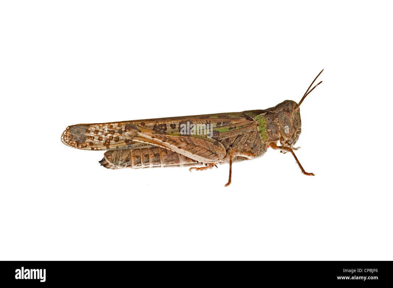 Australische Pest Heuschrecke Stockfoto