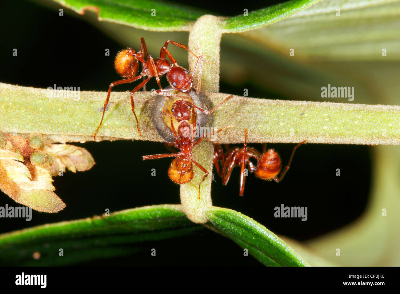 Ameisen sammeln Nektar aus einer extra floralen Nektarien auf einem Regenwald Blatt Blattstiel Stockfoto