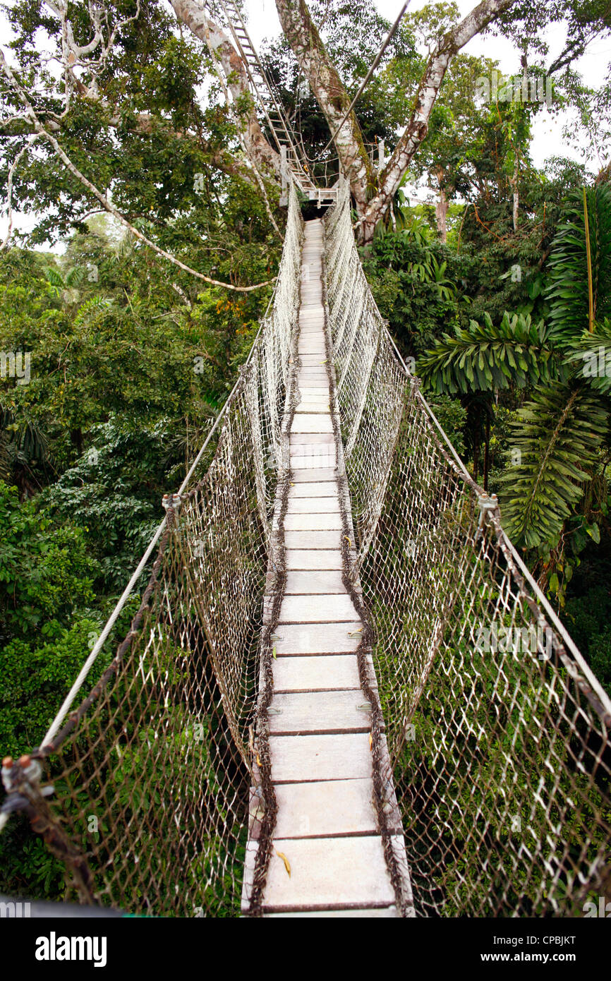 Überdachunggehweg zwischen zwei Bäumen der Regenwald im ecuadorianischen Amazonasgebiet Stockfoto
