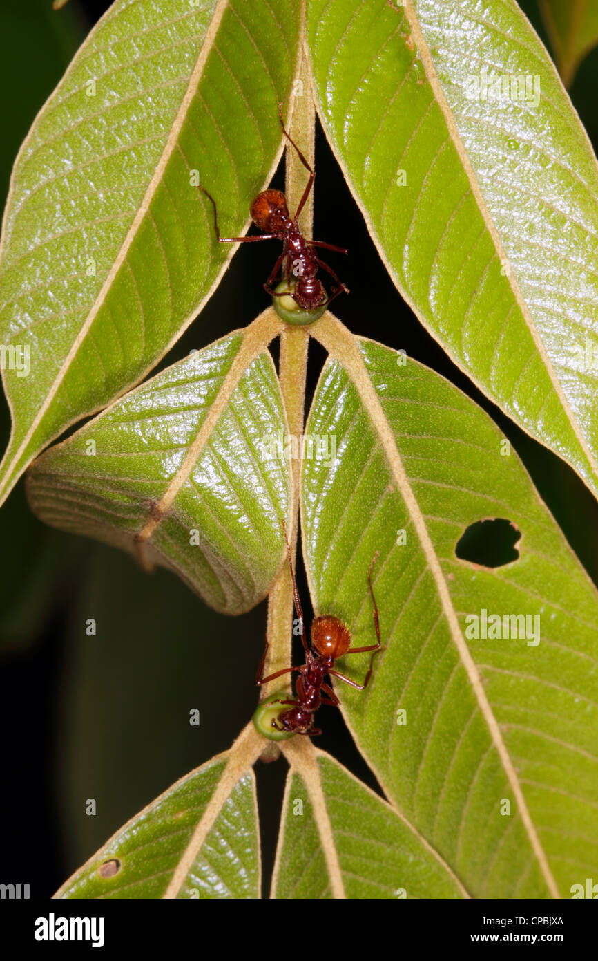 Ameisen sammeln Nektar aus einer extra floralen Nektarien auf einem Regenwald Blatt Blattstiel Stockfoto