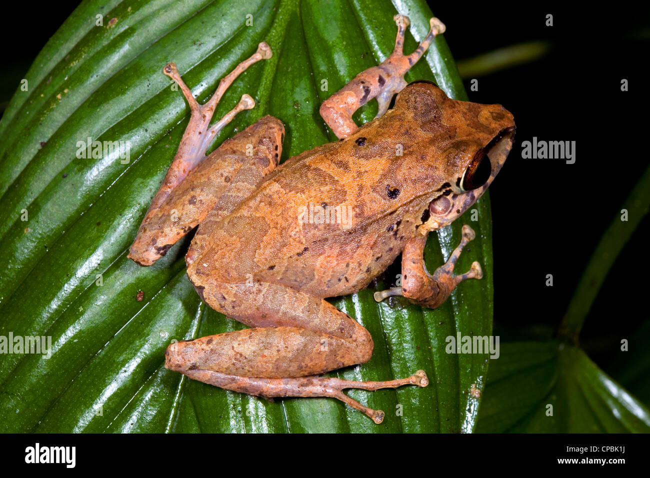 Amazonas regen Frosch (Pristimantis SP.) aus Ecuador Stockfoto