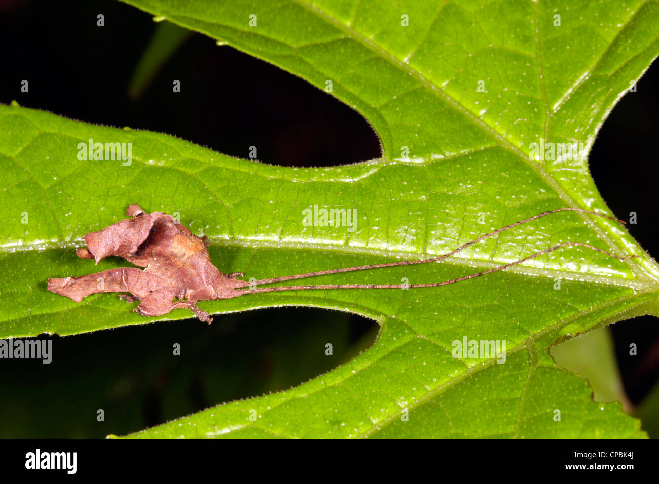 Mimischen Grashuepfer Blatt auf ein grünes Blatt im Regenwald von Ecuador Stockfoto