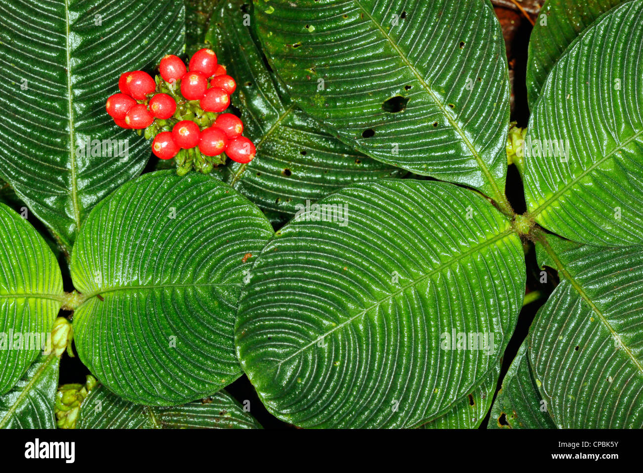 Pflanze mit strukturierten Blätter im Regenwald Stock, Ecuador (Familie Gesneriengewächse) Stockfoto