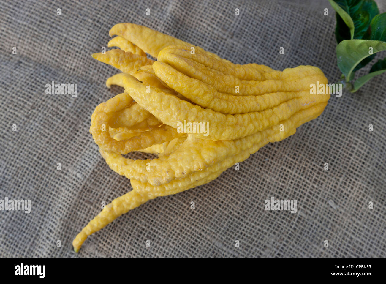 Buddhas Hand geernteten Früchte. Stockfoto