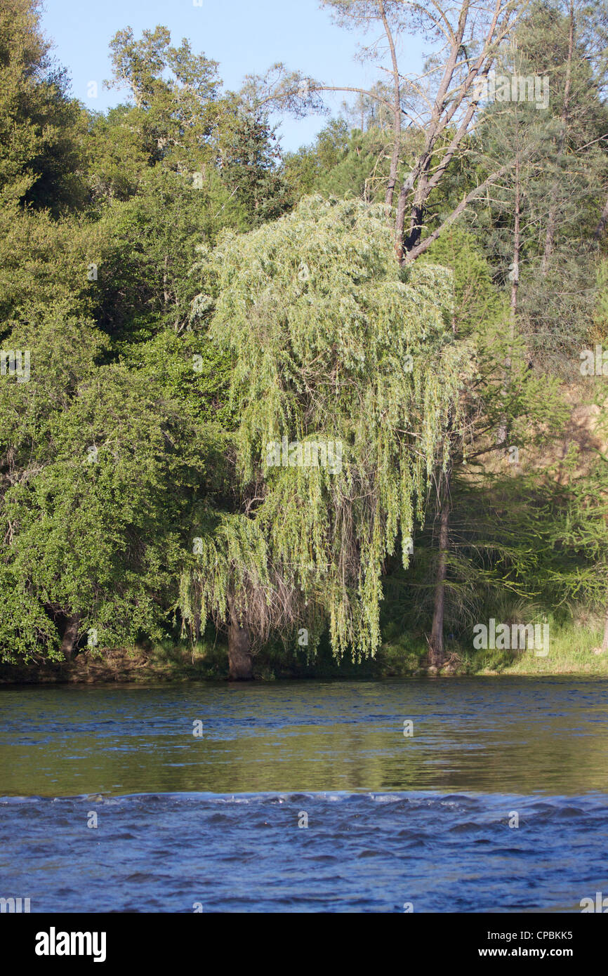 Der South Fork des American River in El Dorado County, Kalifornien Stockfoto